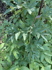 Angelica californica