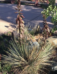 Yucca baileyi