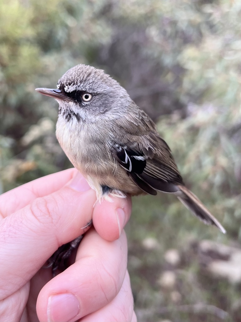 South-eastern White-browed Scrubwren from Lakes Ward, Salt Creek, SA ...