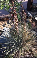 Yucca baileyi