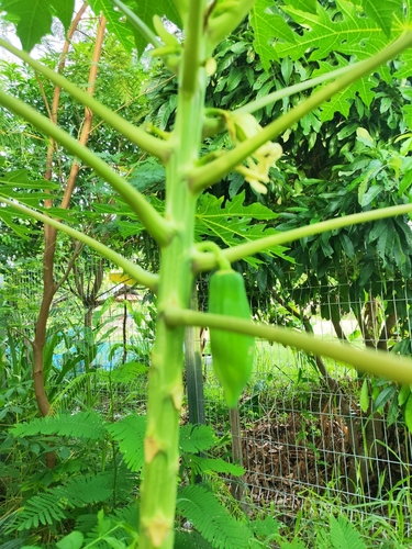 Papaya