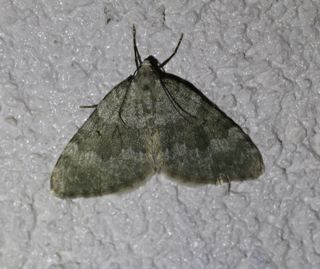 Colostygia aqueata
