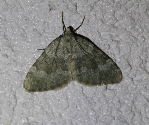 Cidarie glauque (La)