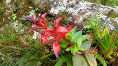 Tillandsia leiboldiana