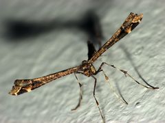 Stenoptilodes sematodactyla