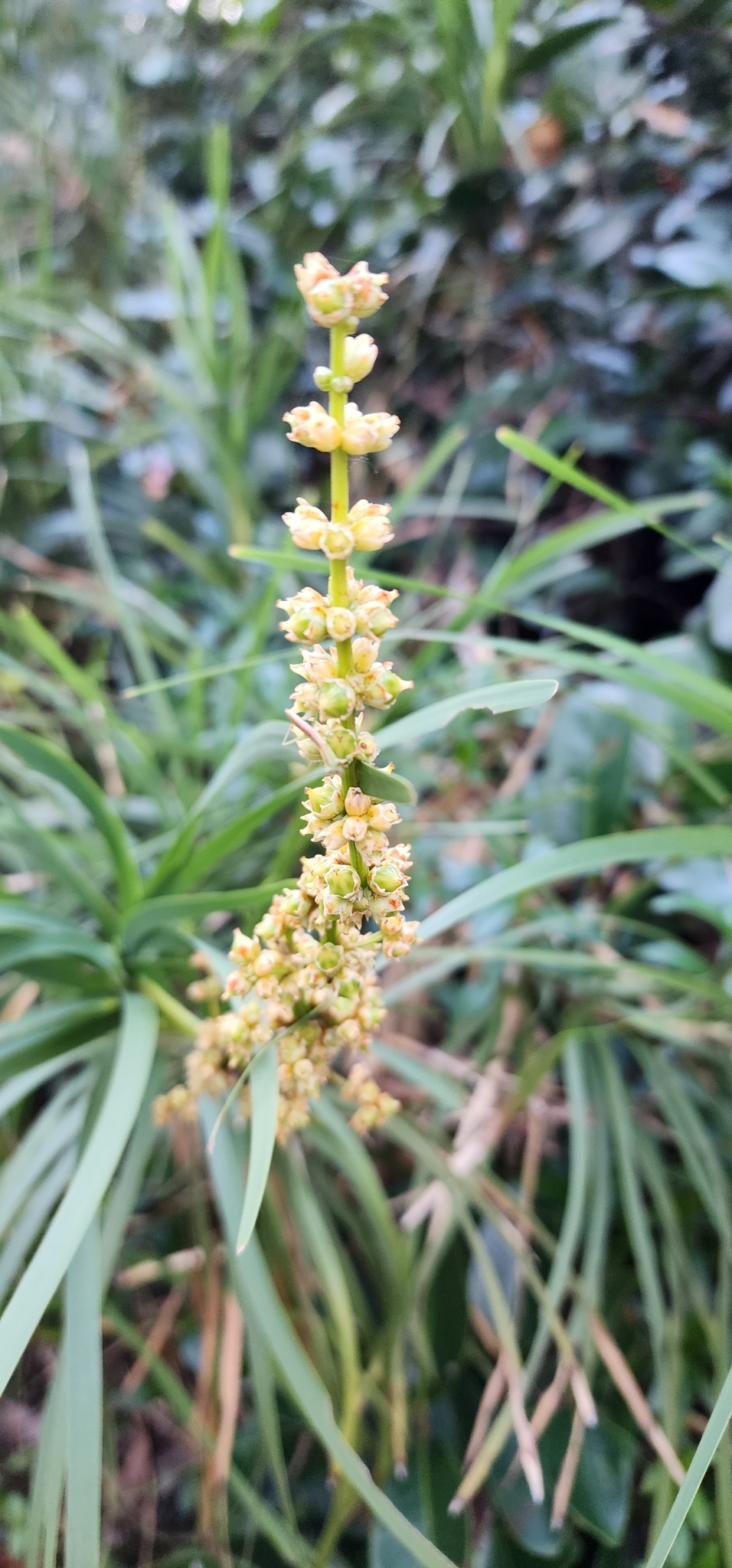 Lomandra banksii