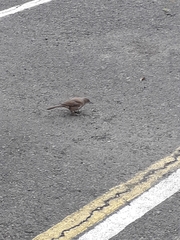 Toxostoma curvirostre