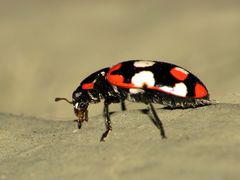 Eriopis connexa