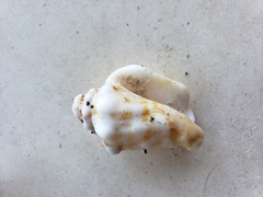 Persististrombus granulatus