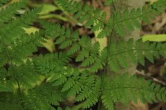 Dryopteris intermedia