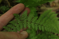 Dryopteris intermedia