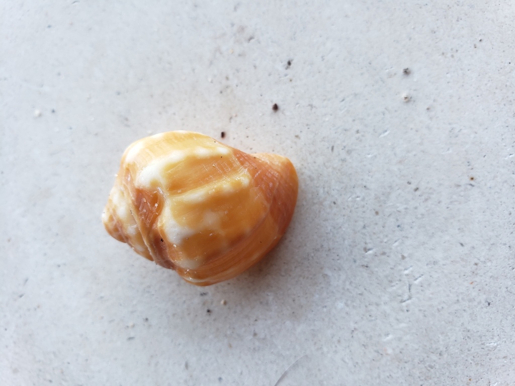 Euclia cassidiformis