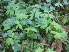 Hydrophyllum tenuipes