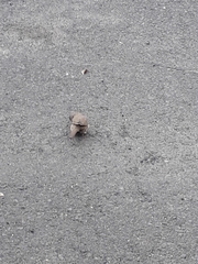 Toxostoma curvirostre