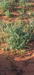 Glaucium corniculatum