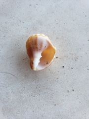 Euclia cassidiformis