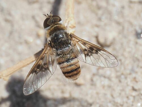 Thyridanthrax elegans