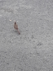 Toxostoma curvirostre