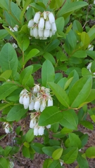 Lyonia mariana