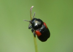 Saxinis saucia