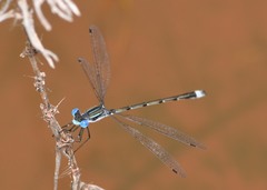 Lestes australis