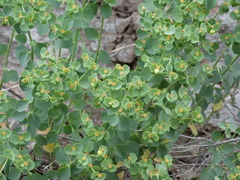 Euphorbia schizoloba