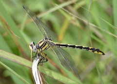 Phanogomphus militaris