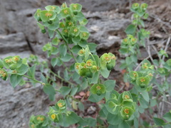 Euphorbia schizoloba
