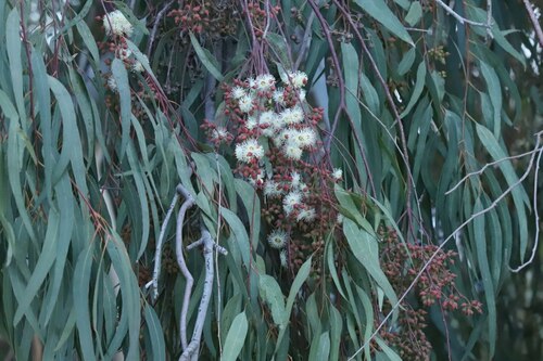 Avistamiento Eucalyptus camaldulensis