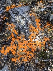 Byssonectria terrestris