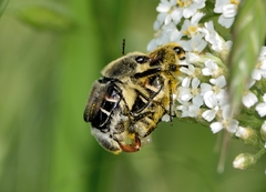 Trichiotinus piger