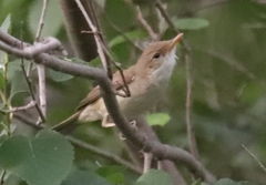 Western Olivaceous Warbler photo 5