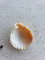 Trachycardium procerum