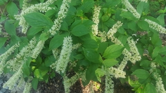 Itea virginica