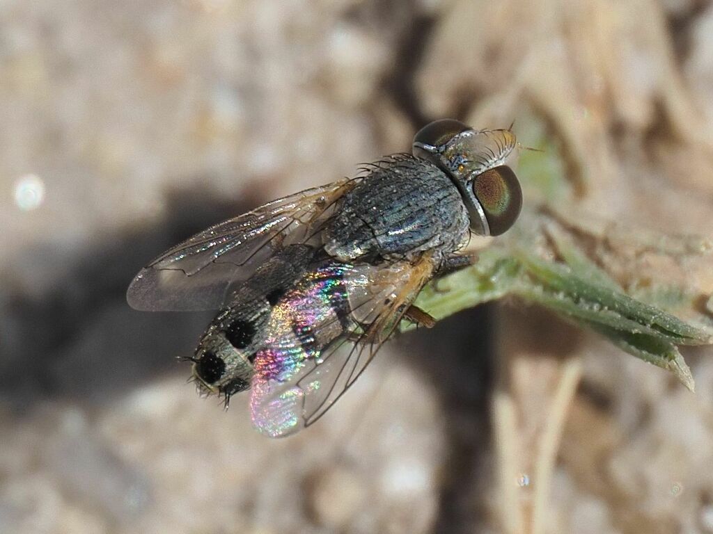 Apodacra dispar