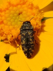 Acmaeodera diffusa