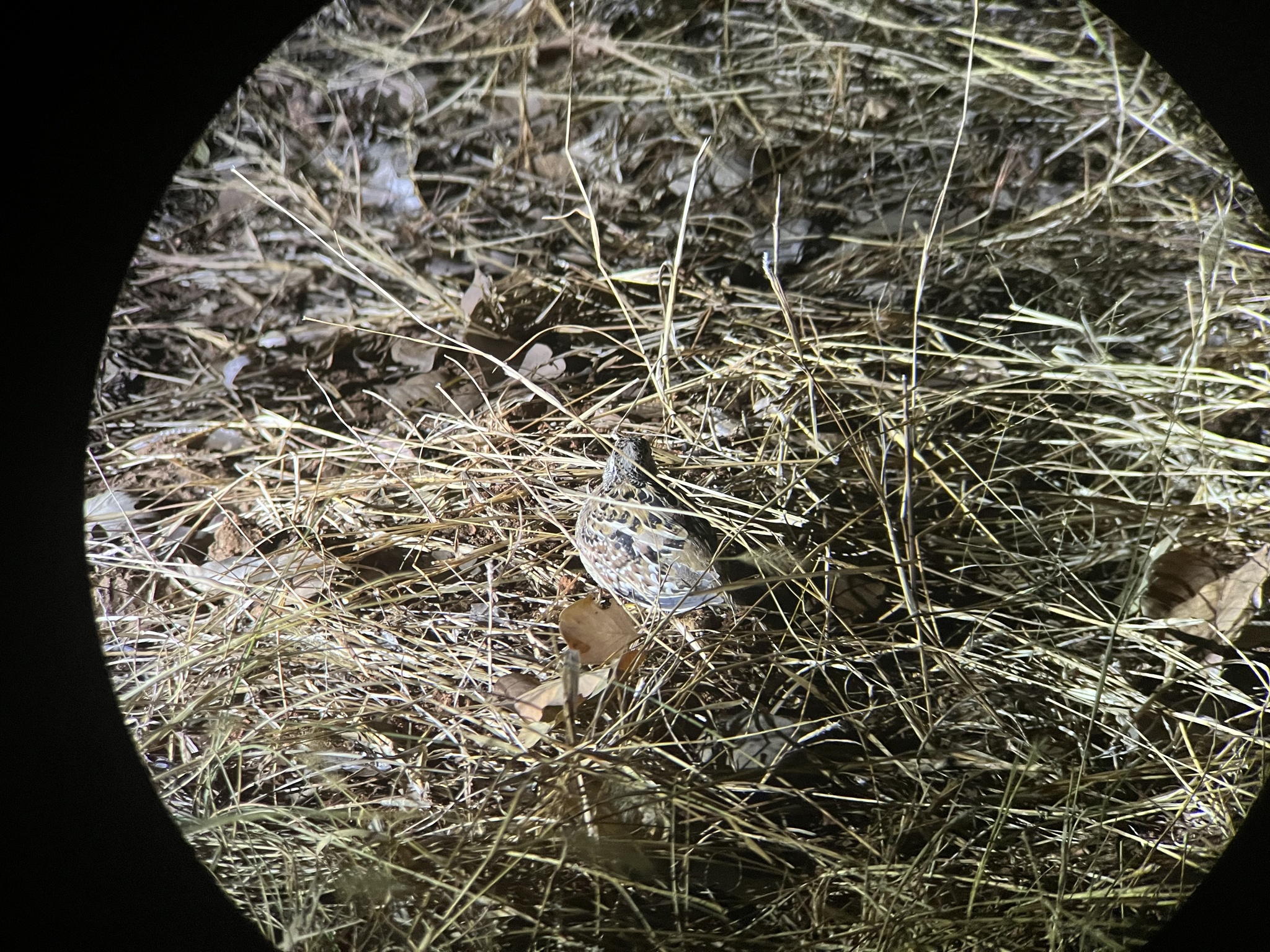 Chestnut-backed Buttonquail (Turnix castanotus), photo 3