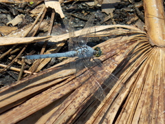Erythemis simplicicollis image