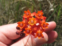 Asclepias lanceolata image