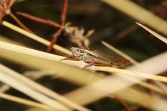 Conocephalus bilineatus