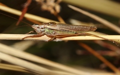 Conocephalus bilineatus