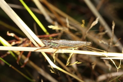 Conocephalus bilineatus