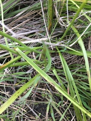 Toxicoscordion venenosum