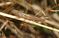 Conocephalus bilineatus