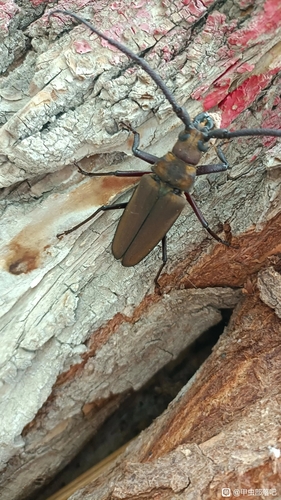 Thin-winged Longicorn Beetle