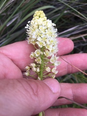 Toxicoscordion venenosum