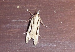 Scoparia rotuella