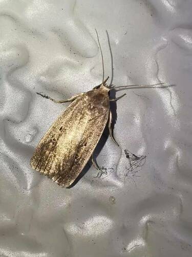 Athetis lepigone (Möschler, 1860)