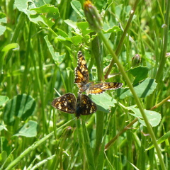 Phyciodes pulchella
