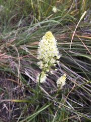 Toxicoscordion venenosum